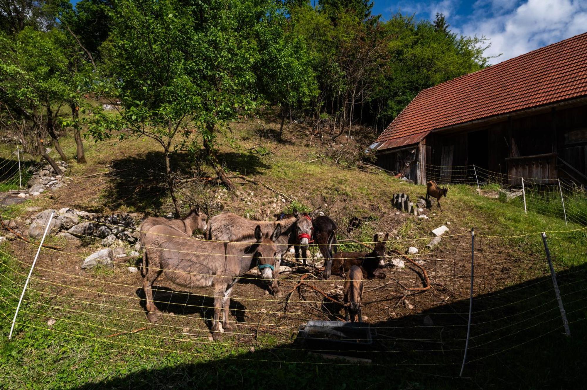 Turisticna Kmetija Grabnar Villa Bled Luaran gambar